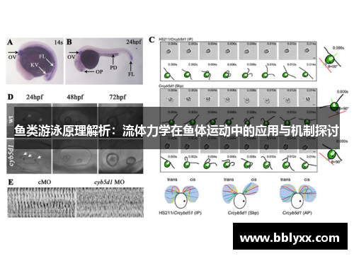 鱼类游泳原理解析：流体力学在鱼体运动中的应用与机制探讨